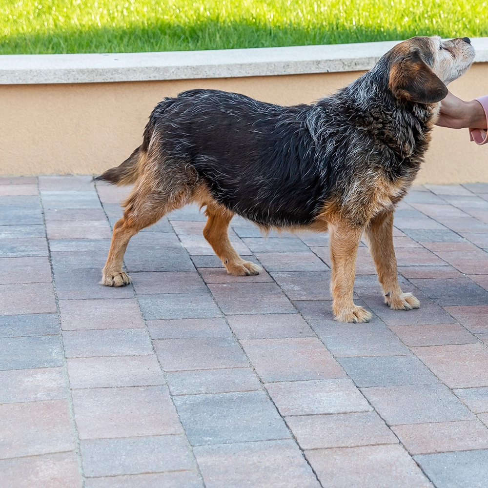 Pavaj Leier, Castrum, scoica, multiformat, 6 cm - imagine 2